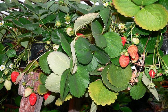 Как в Пензенской области развивается плодово-ягодное производство