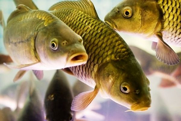 В Пензенской области произвели более 450 тонн товарной рыбы