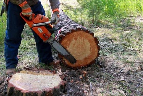 В Пензенской области выявили 5 нарушений лесного законодательства