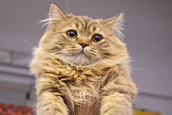 В Пензенском ЦКиДе пройдет выставка кошек