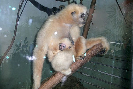 В Пензенском зоопарке гиббоны и игрунки обзавелись потомством