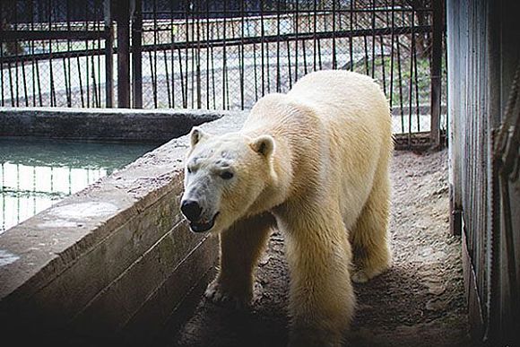 В Пензенском зоопарке утепляют бассейн для белого медведя