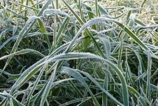 В Пензенской области ожидаются заморозки до -3°С