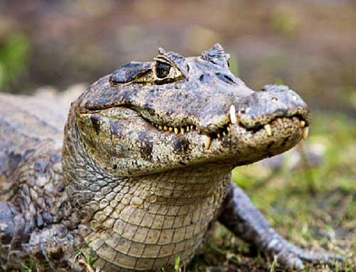 В Пензе не смогли спасти найденного в мусорном баке крокодила