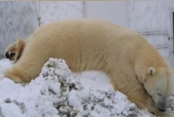 Пензенцев приглашают в зоопарк на праздник Белого медведя 