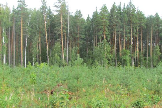 На территории Колышлейского района уничтожали деревья