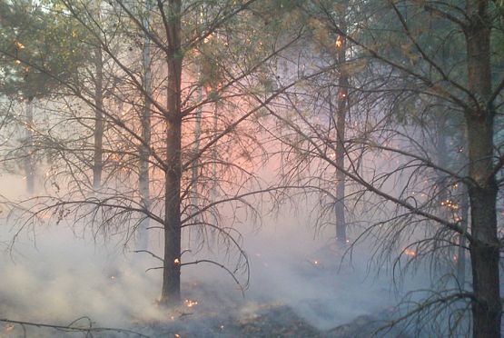 В Пензенском районе потушили лесной пожар