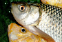 Не ловись, рыбка, во время нереста, Фото pixabay.com