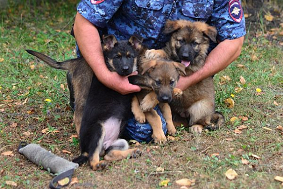 В Пензе кинологи устроили щенкам тест на профпригодность