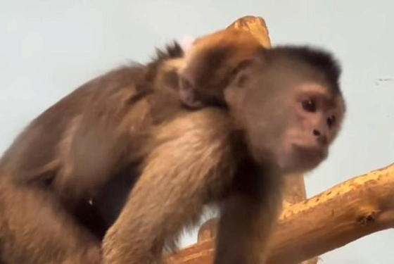 В пензенском зоопарке опубликовали видео с родившимся капуцином