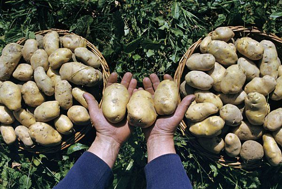 В Пензенской области всем желающим предоставят землю для выращивания картофеля