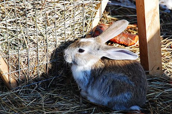В Лунинском районе полиция раскрыла кражу кроликов