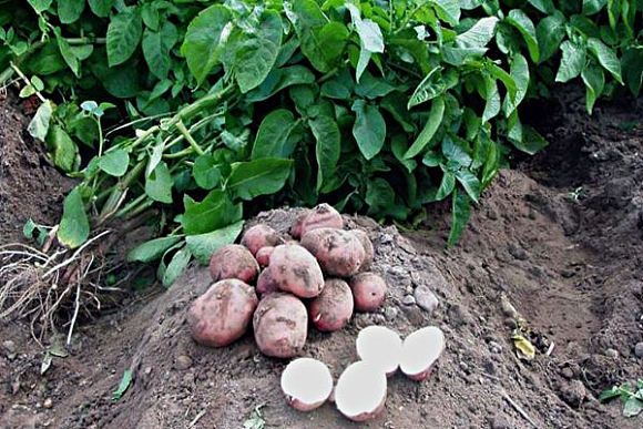 Можно ли получить два урожая картофеля за сезон?
