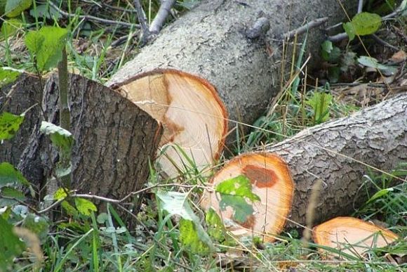 В Мокшанском районе незаконно вырубили более 50 деревьев