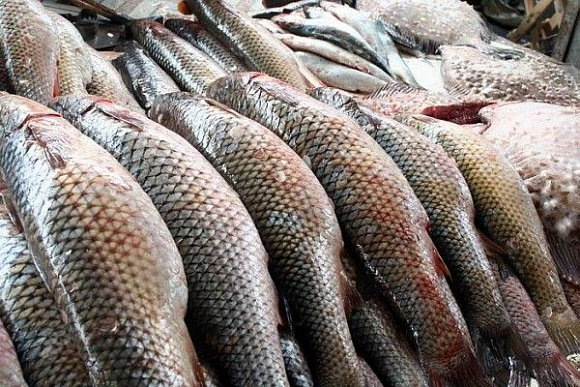 Пензенская область будет расширять рыбоводческий кластер