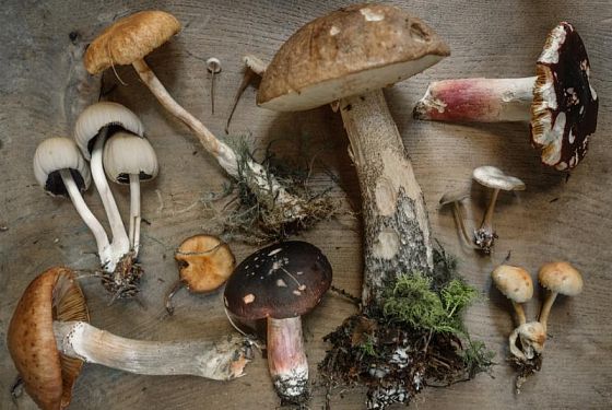 Топ-10 советов, как не отравиться грибами осенью 2023