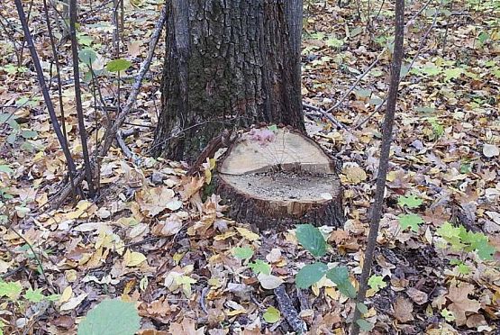 Пензенец вырубил деревья почти на 1 миллион рублей