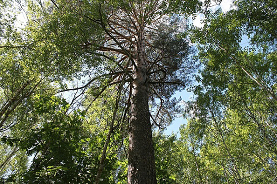 В Пензенской области 2 дерева станут памятниками живой природы
