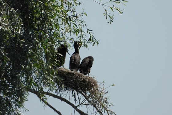 На Пензенском водохранилище гнездятся большие бакланы