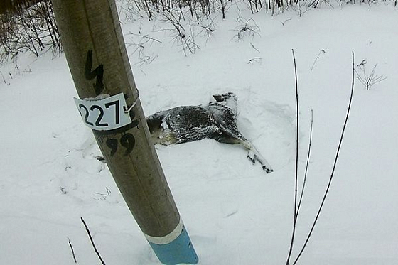 В Пачелмском районе под поездом погибла молодая лосиха