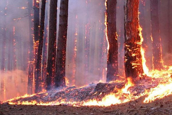 Пензенцам советуют не посещать леса в дни аномальной жары
