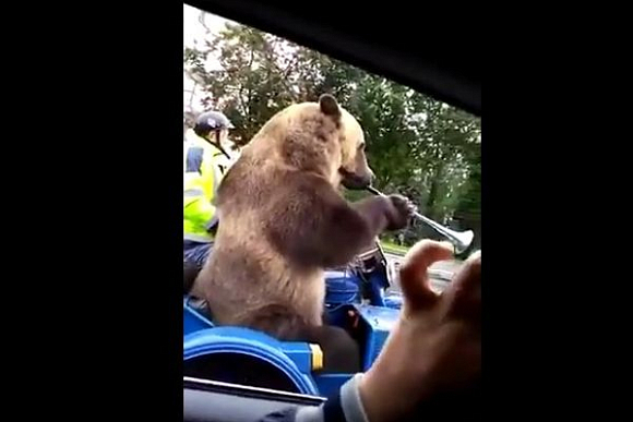 В сети появилось видео с медведем на мотоцикле «в Пензе»