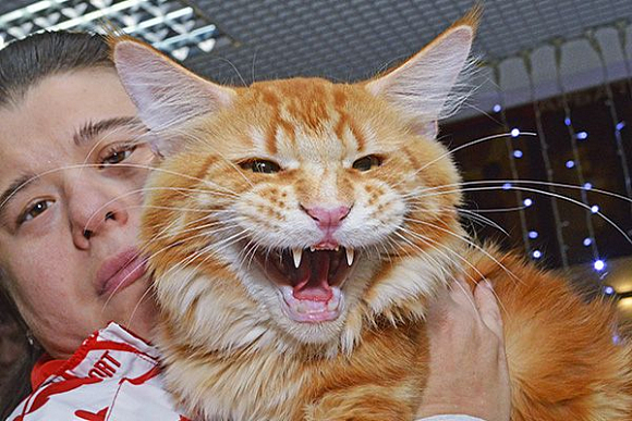 В Пензе выставку кошек превратили в карнавал