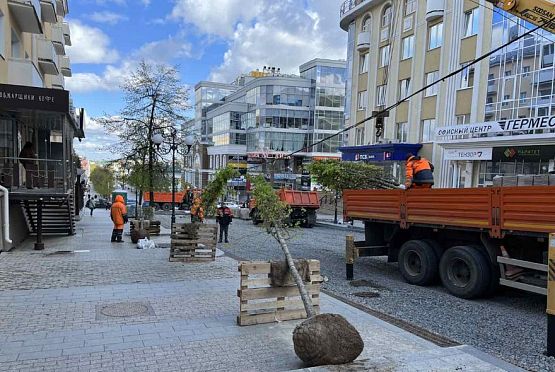 В Пензе на Московской начинают высаживать деревья 