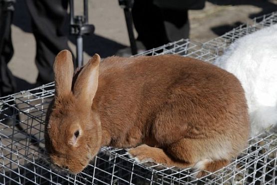 В 2015 году в Пензенской области планируется произвести свыше 325 тонн мяса кролика
