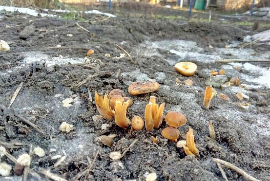 Пензенцы удивляются грибам в январе