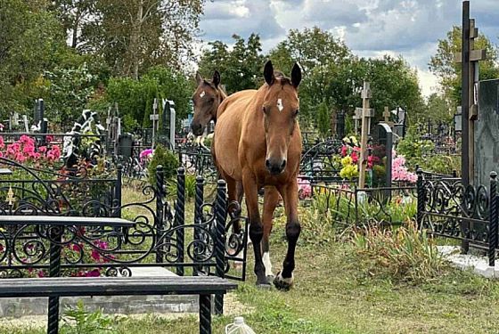 В Богословке лошади-складкоежки вернулись на кладбище
