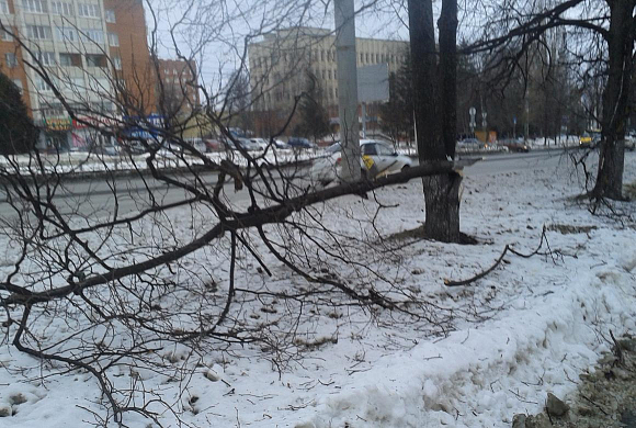 В Пензе трактор обломал ветки деревьев на липовой аллее