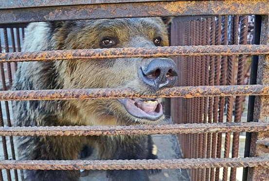 В Пензе ищут спонсоров для отправки медведицы Нюры в минский зоопарк