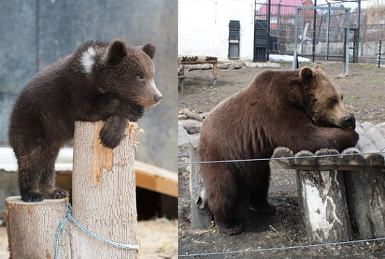 В пензенском зоопарке готовятся ко дню рождения бурых медведей-братьев