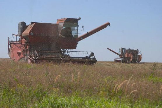 В хозяйствах Малосердобинского района урожай рыжика убран на 85%