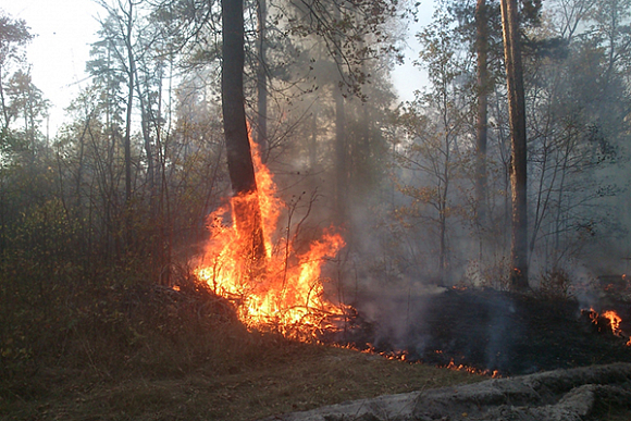В Пензенской области произошел лесной пожар на площади в 1,5 га