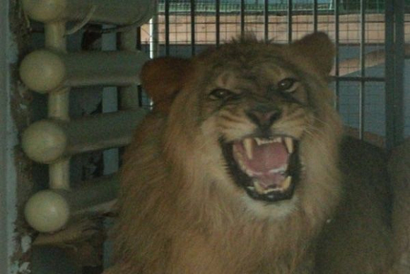 В Пензенском зоопарке появился новый питомец – лев Аслан