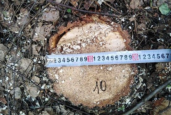 В Кузнецком лесничестве «черные» дровосеки срубили 63 дерева