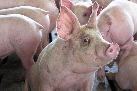 Африканская чума свиней зарегистрирована еще в одной пензенской колонии