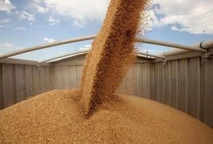 Фото||agromedia.ru В Пензенской области механизатор похитил с поля тонну пшеницы