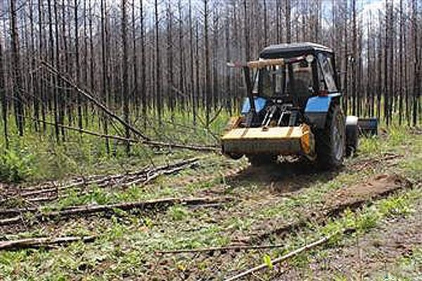 В Пензенской области в 2015 году расчищено 45 га горельников