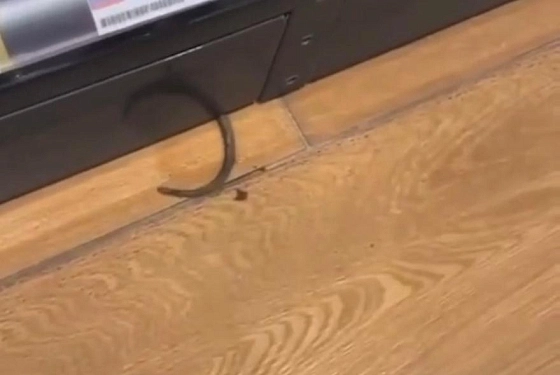 Размером с кошку: пензенцы увидели огромную крысу в супермаркете