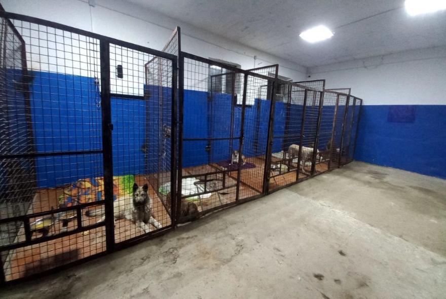 В Пензе стартуют мероприятия по льготной стерилизации собак