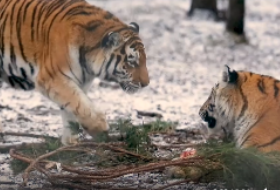 Тигры в Пензенском зоопарке