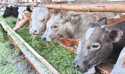 Пензенским предприятиям необходимо увеличить объемы производства мяса говядины Пензенским предприятиям необходимо увеличить объемы производства мяса говядины