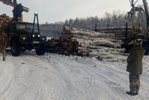 В Пензенской области лесные инспекторы провели 2205 рейдов