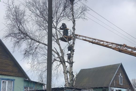 В Лунинском районе минлесхоз помог матери участника СВО с аварийным деревом