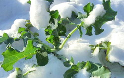 В Пензенской области урожай засыпан снегом, но не потерян