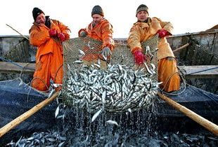 В Пензенской области промысловые хозяйства смогут выловить не более 100 тонн рыбы