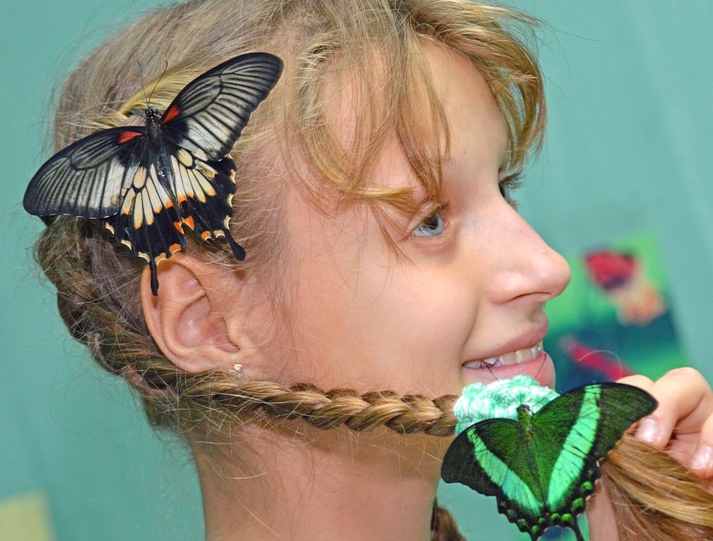 Выставка живых тропических бабочек. Пенза 2013